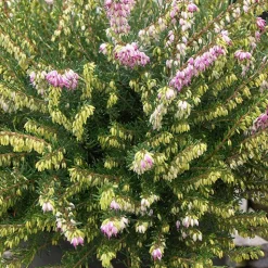 Bruyère d'hiver 'Darley Dale' - Des fleurs même en hiver