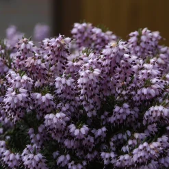 Bruyère d'hiver 'Darley Dale' - Des fleurs même en hiver