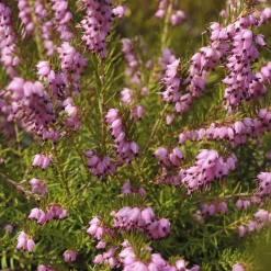 Bruyère d'hiver 'Darley Dale' - Des fleurs même en hiver