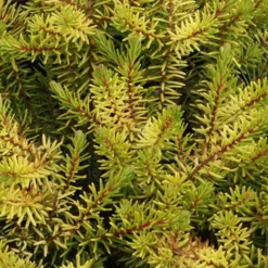 Bruyère d'hiver Eva Gold - Des fleurs en plein hiver