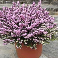 Bruyère d'hiver Furzey - Des fleurs en plein hiver