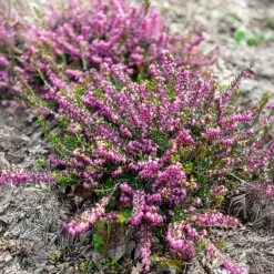 Bruyère d'hiver Ghost Hills - Des fleurs même en hiver