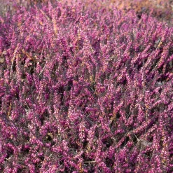 Bruyère d'hiver 'Kramer's Rote' - Un jardin fleuri en hiver