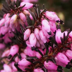 Bruyère d'hiver Léa - Des fleurs en plein hiver