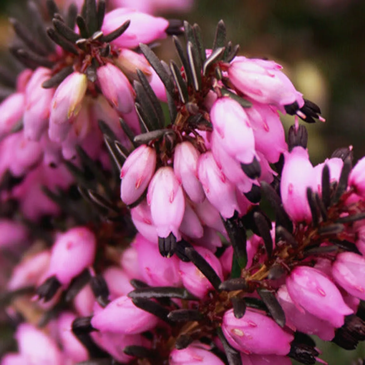 Bruyère d'hiver Léa - Des fleurs en plein hiver