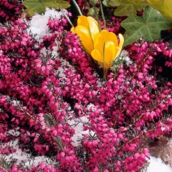 Bruyère d'hiver Lucie - Des fleurs en plein hiver