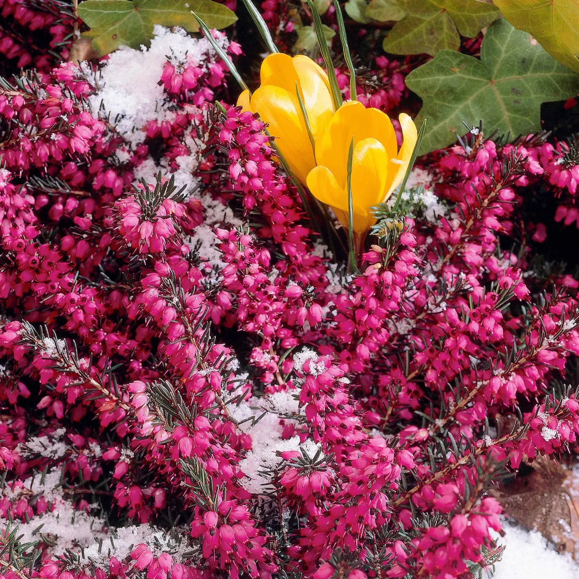 Bruyère d'hiver Lucie - Des fleurs en plein hiver