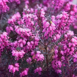 Bruyère d'hiver Lucie - Des fleurs en plein hiver
