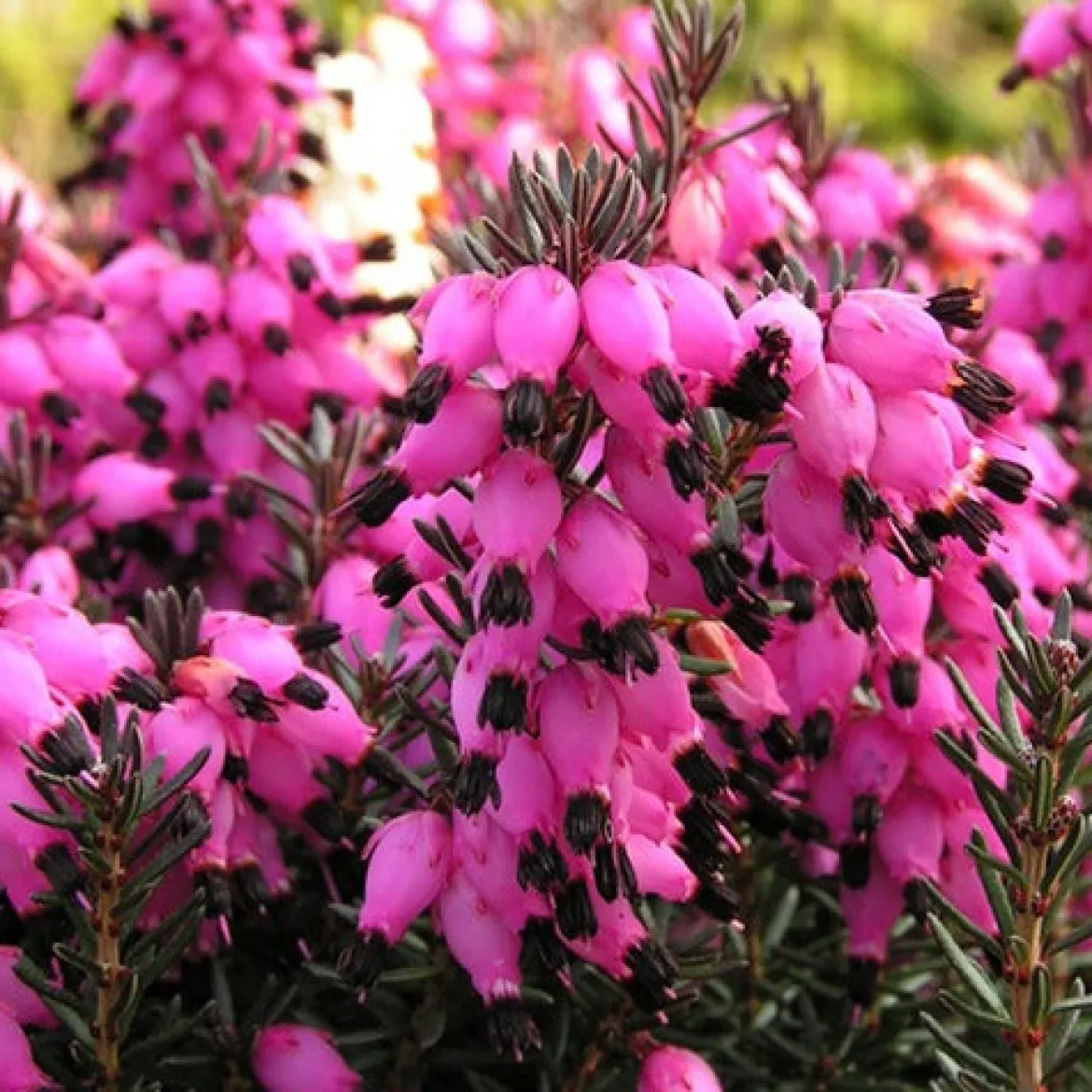 Bruyère d'hiver Lucie - Des fleurs en plein hiver