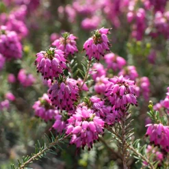 Bruyère d'hiver Myretoun Ruby - Des fleurs quand tout dort