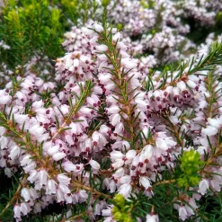 Bruyère d'hiver Silberschmelze - Des fleurs même en hiver