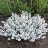 Bruyère d'hiver Snowbelle - Des fleurs blanches en plein hiver