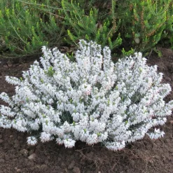 Bruyère d'hiver Snowbelle - Des fleurs blanches en plein hiver