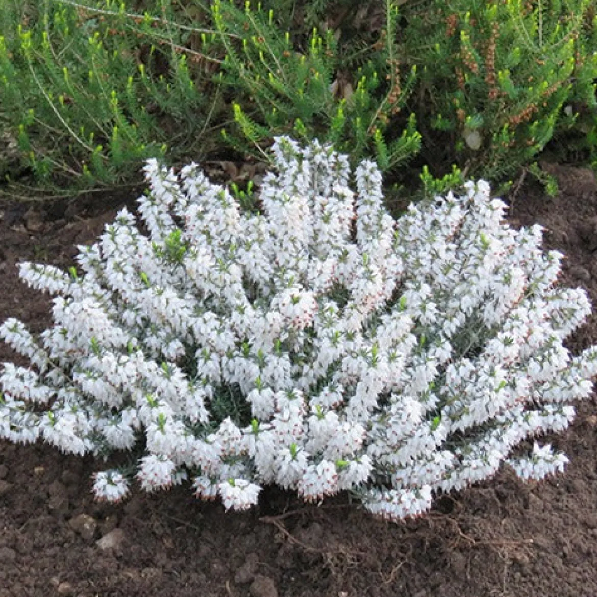Bruyère d'hiver Snowbelle - Des fleurs blanches en plein hiver
