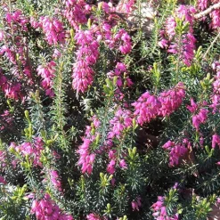 Bruyère d'hiver Springwood Pink - Des fleurs en plein hiver