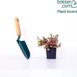 Bruyère d'hiver Springwood Pink - Des fleurs en plein hiver