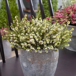 Bruyère d'hiver 'White Perfection' - Des fleurs même en hiver
