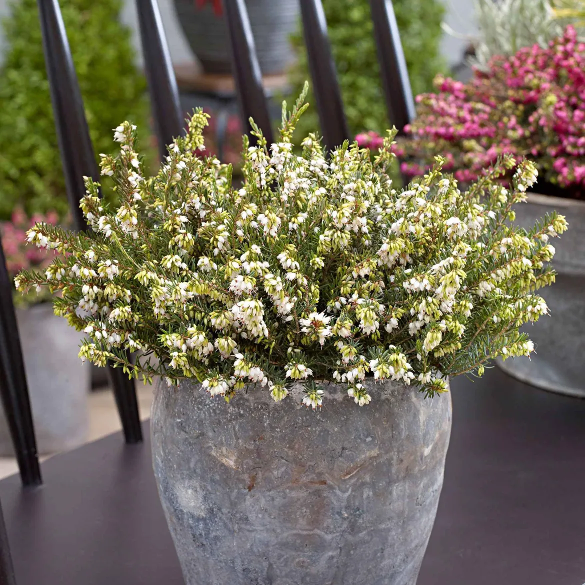Bruyère d'hiver 'White Perfection' - Des fleurs même en hiver