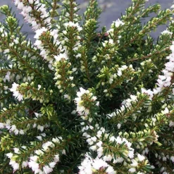 Bruyère d'hiver 'White Perfection' - Des fleurs même en hiver