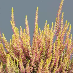 Bruyère d'été Golden Angie - Du jaune vif tout l'hiver