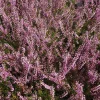 Bruyère d'été Marlies - Un tapis rouge tout l'été