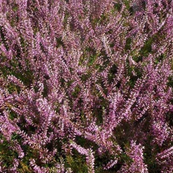 Bruyère d'été Marlies - Un tapis rouge tout l'été