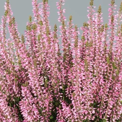 Bruyère d'été Pink Bettina - Du rose tout l'automne