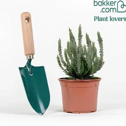 Bruyère d'été Silver Knight - Un feuillage argenté toute l'année