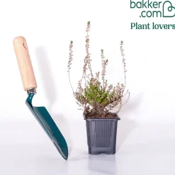 Bruyère d'été Spring Torch - Couleur au jardin en automne