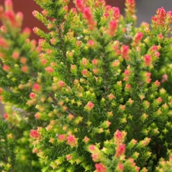 Bruyère d'été Spring Torch - Couleur au jardin en automne