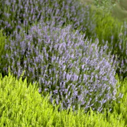 Bruyère d'été Spring Torch - Couleur au jardin en automne
