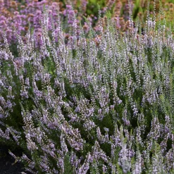 Bruyère d'été Spring Torch - Couleur au jardin en automne