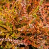 Bruyère d'été Wickwar Flame - Le feuillage qui change de couleur