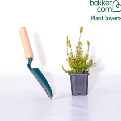 Bruyère d'été Wickwar Flame - Le feuillage qui change de couleur