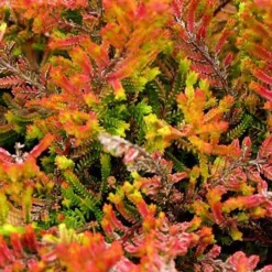 Bruyère d'été Wickwar Flame - Le feuillage qui change de couleur