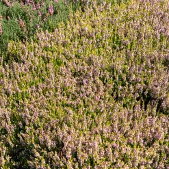 Bruyère d'été Winter Chocolate - Un feuillage qui change de couleur