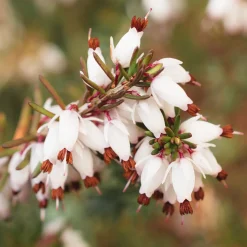 3 Bruyères d'hiver blanches - Des fleurs en plein hiver