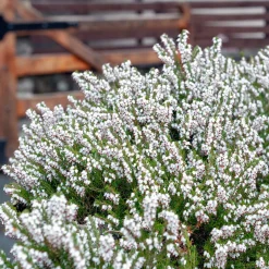 3 Bruyères d'hiver blanches - Des fleurs en plein hiver