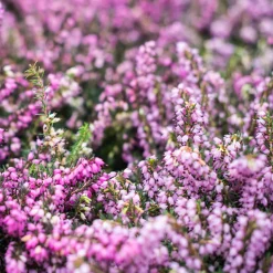 6 Bruyères d'hiver en mélange - Des couleurs en plein hiver