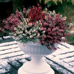 6 Bruyères d'hiver en mélange - Des couleurs en plein hiver