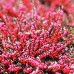 4 Bruyères d'hiver et Hellébore en mélange - Des fleurs même en hiver