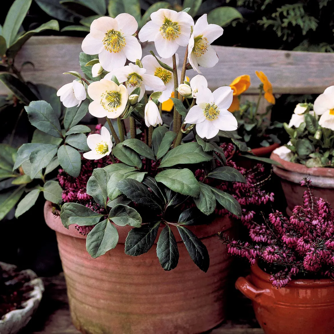 4 Bruyères d'hiver et Hellébore en mélange - Des fleurs même en hiver