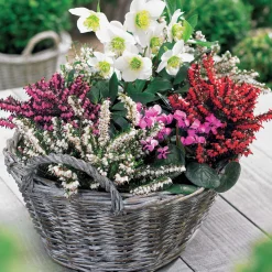 4 Bruyères d'hiver et Hellébore en mélange - Des fleurs même en hiver