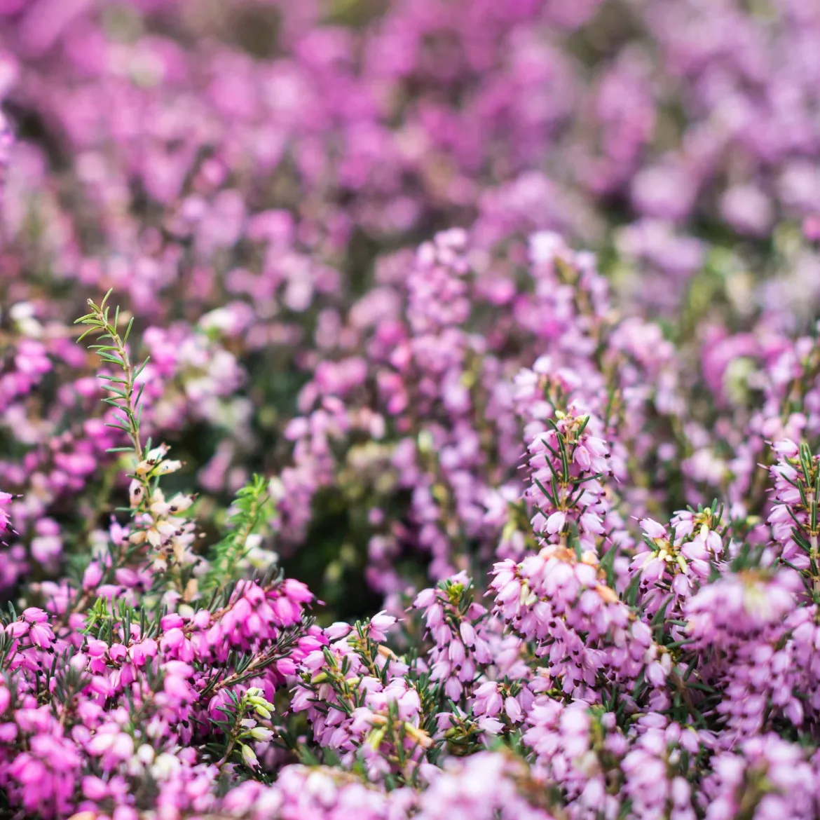 4 Bruyères d'hiver et Hellébore en mélange - Des fleurs même en hiver
