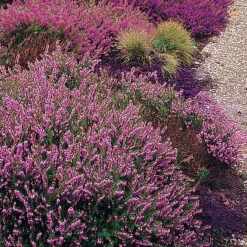 6 Bruyères d'été en mélange - Un tapis fleuri tout l'été