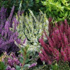 6 Bruyères d'été en mélange - Un tapis fleuri tout l'été