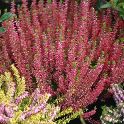 6 Bruyères d'été en mélange - Un tapis fleuri tout l'été