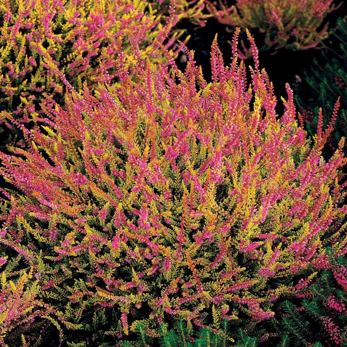 3 Bruyères d'été rose à feuilles jaunes - Couleur du jardin tout l'automne