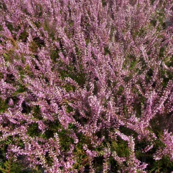 3 Bruyères d'été rose à feuilles vertes - Le tapis rose qui dure
