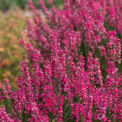 3 Bruyères d'été - Un tapis fleuri sans effort